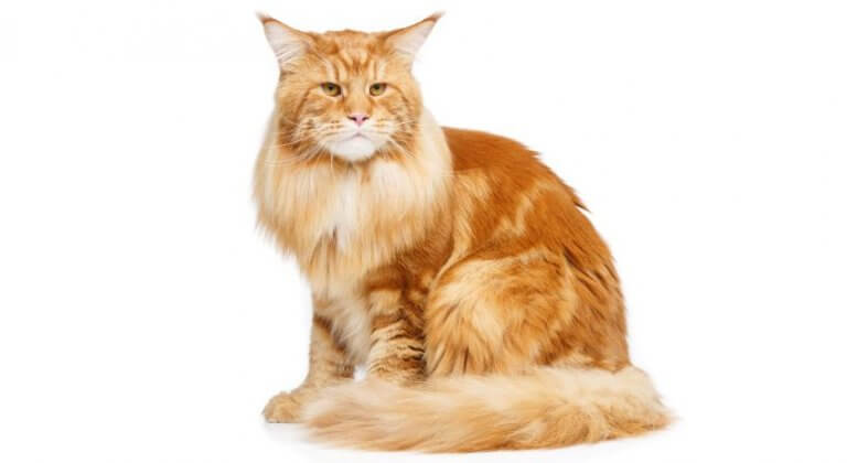 Maine coon