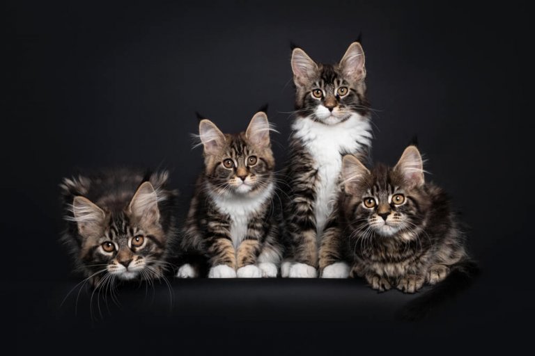 Maine coon Cat Care