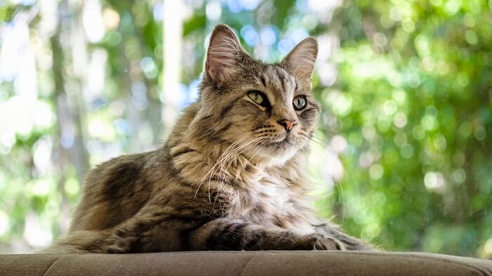 Gato Maine Coon