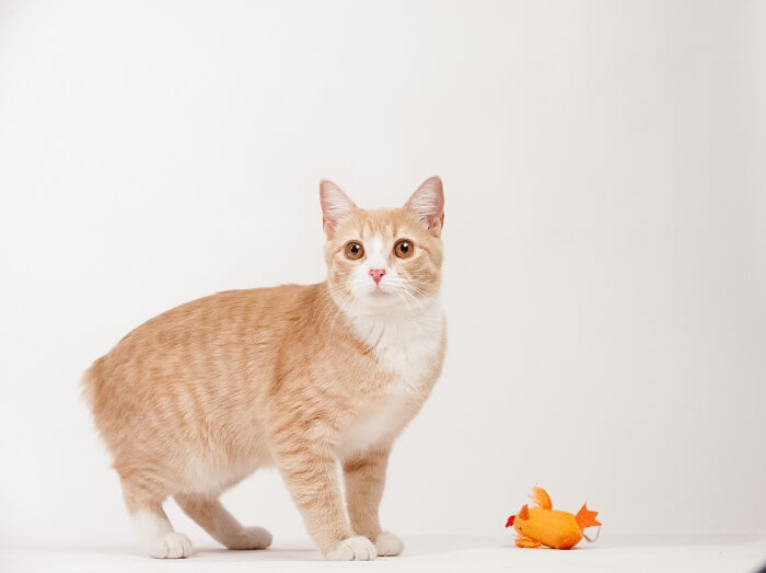 Imagen de gatos Manx, conocidos por no tener cola o tener cola corta, sentados con gracia y mostrando su característica distintiva en una entrañable pose grupal.