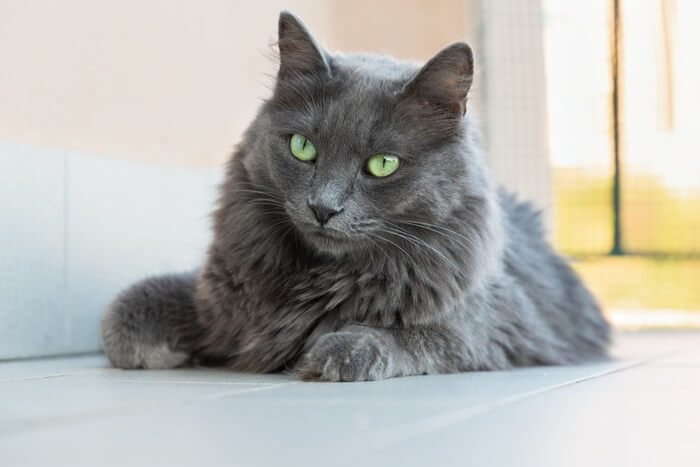 Nebelung Historia del gato