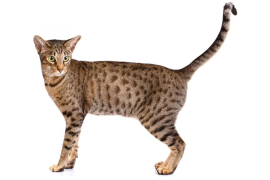 Ocicat (Ocigato)