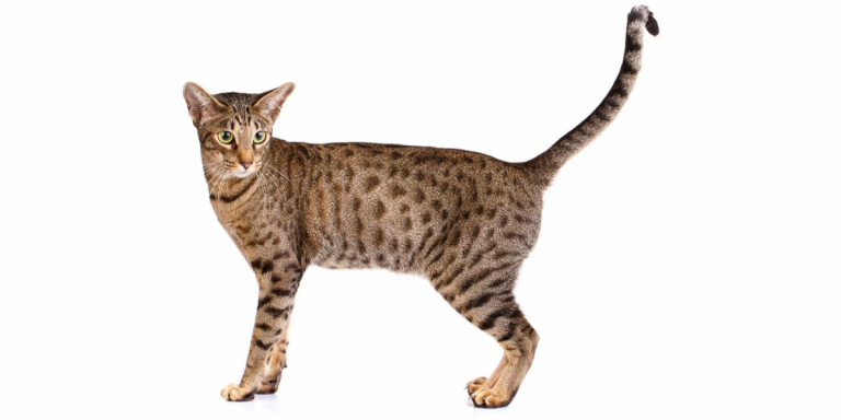 Ocicat (Ocigato)