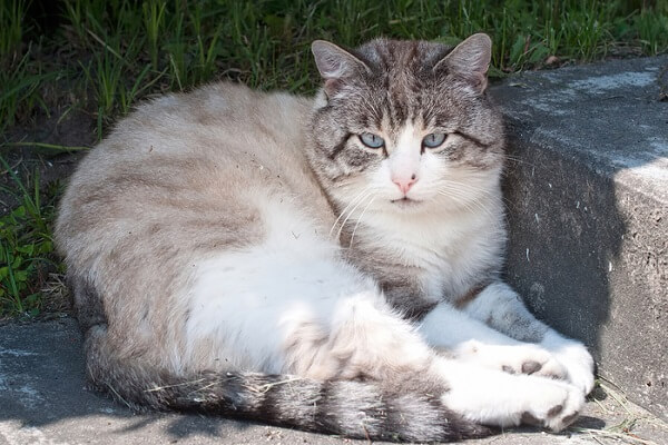 Ojos Azules Historia del gato