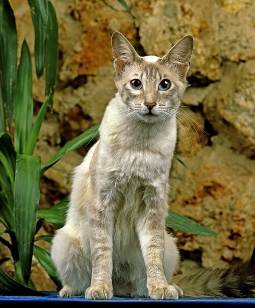 Oriental de pelo largo Cat Care