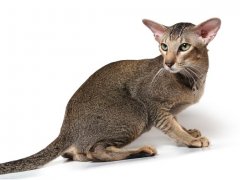 Oriental Shorthair Cat