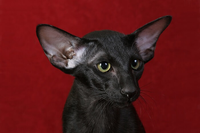 Oriental de pelo corto Historia del gato