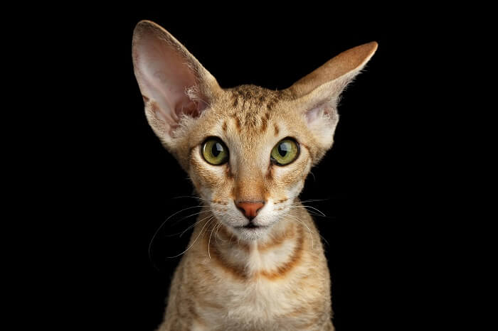 Gato peterbald