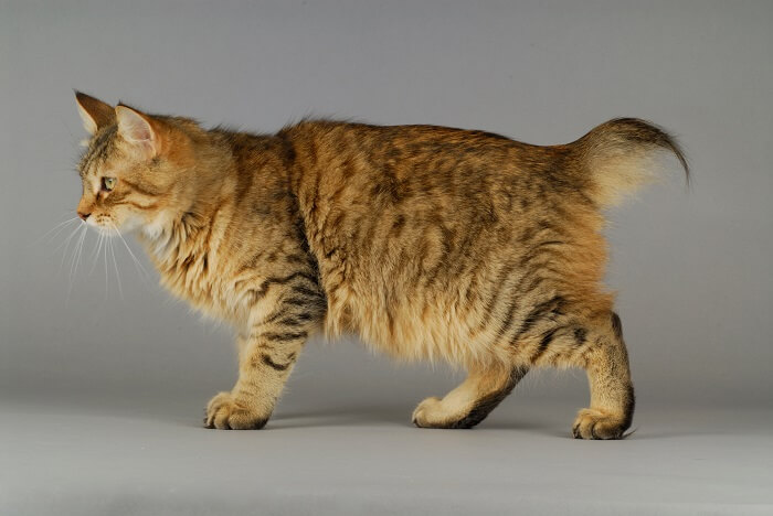 Pixie-bob Cat Breed: Size, Appearance & Personality