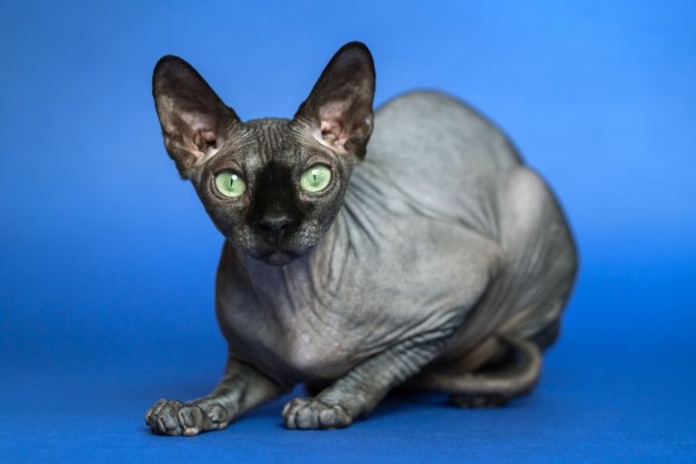 Gato esfinge (sphynx) Historia del gato