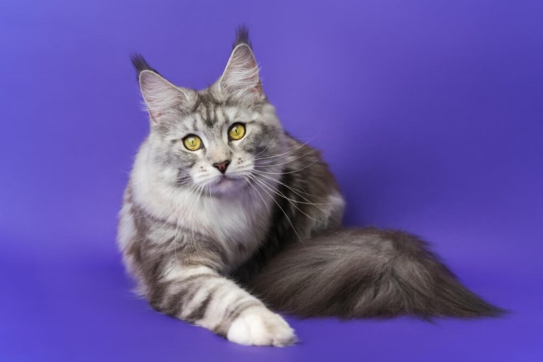 Maine coon Historia del gato