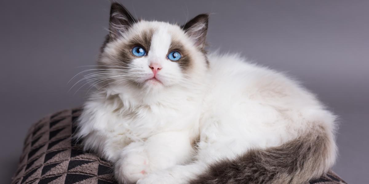 Gato ragdoll