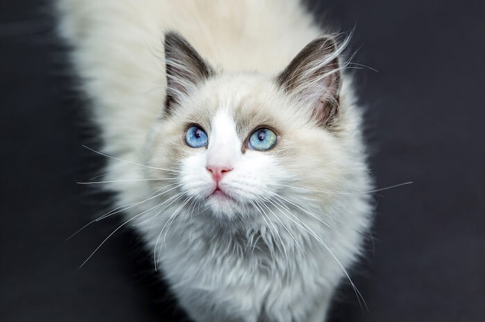 Una imagen que captura la naturaleza serena y gentil de un gato Ragdoll, mostrando su postura relajada y su hermoso pelaje.