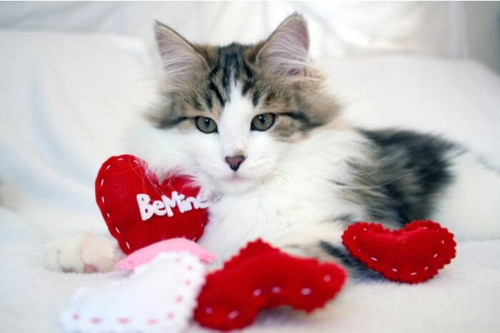 Ruso blanco, negro y atigrado Historia del gato