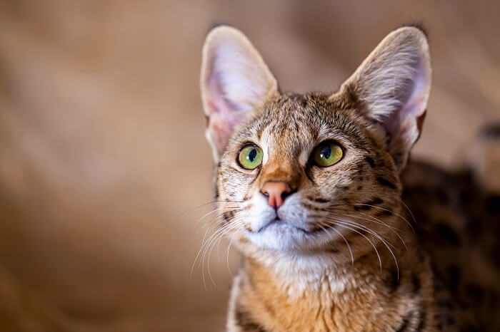 Imagen de un gato Savannah, una raza conocida por su apariencia llamativa que se asemeja a un serval africano salvaje, mostrando sus características únicas y cautivadoras.