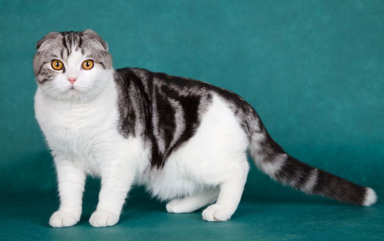 Scottish Fold Historia del gato