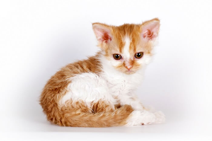 About the Selkirk Rex Gato