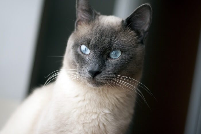 Gato siamés elegante y esbelto con un hermoso patrón de pelaje que se caracteriza por su cuerpo pálido y cara, orejas, patas y cola oscuras, exudando un aire de inteligencia y curiosidad.