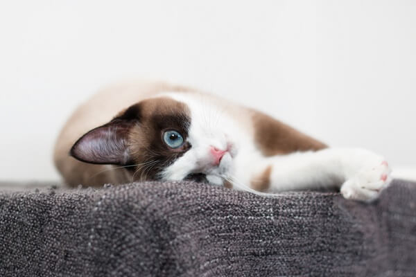 Una imagen que muestra el adorable encanto de un gato Snowshoe, resaltando su patrón de pelaje único y su presencia entrañable.