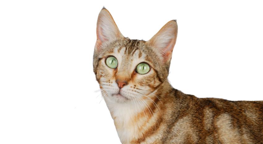 Sokoke Cat Breed: Size, Appearance & Personality