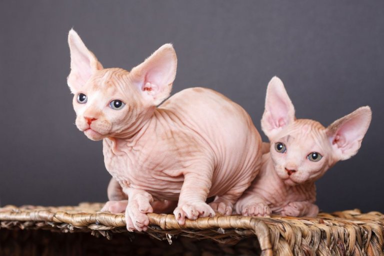 About the Gato esfinge (sphynx) Gato