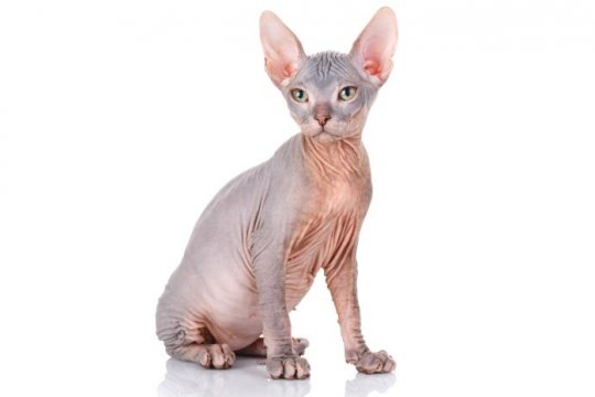 Gato esfinge (sphynx)