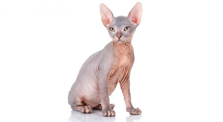 Gato esfinge (sphynx)