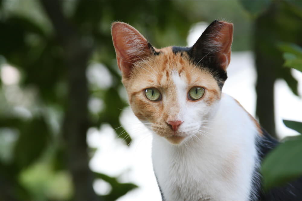 Gato salvaje con TNR come punta