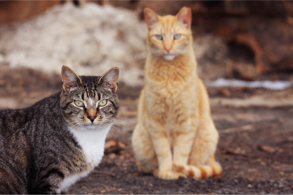 La experiencia influye en la rapidez con la que los gatos envejecen.