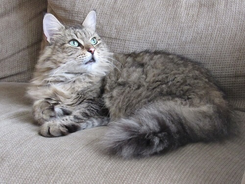 Americano de pelo largo Historia del gato