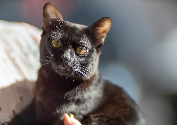 Bombay Historia del gato