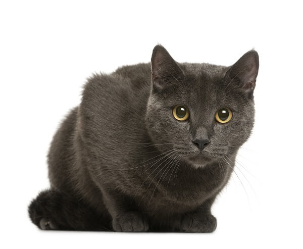 About the Chartreux Gato