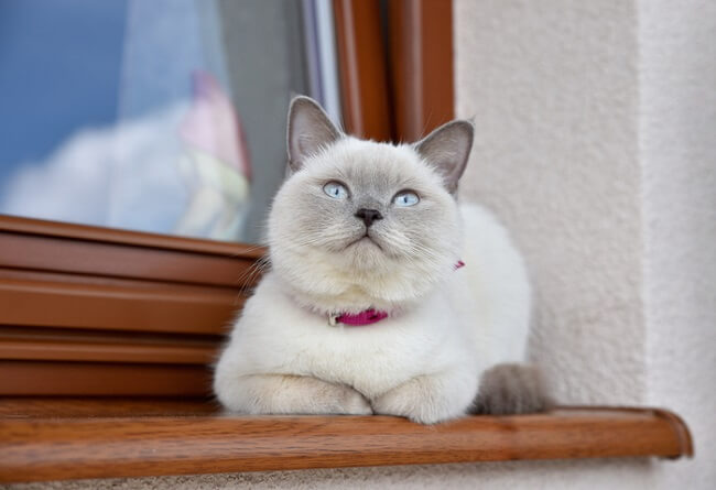 gato de pelo corto colorpoint