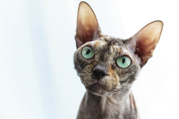 Imagen de un gato Donskoy, también conocido como Don Sphynx, una raza conocida por su falta de pelo, sentado con gracia y captando la atención con su apariencia única y elegante.