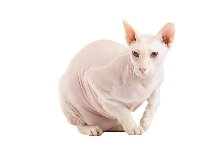 About the Peterbald Gato