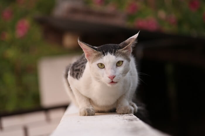  Gato del Egeo Breed Image