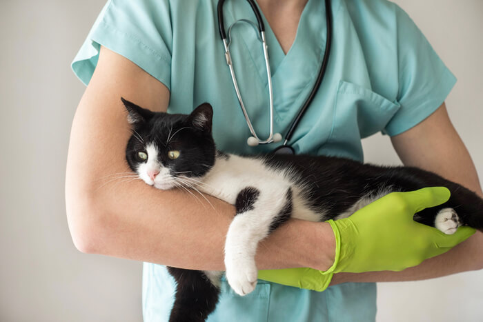 Fotografía de un veterinario sosteniendo un gato, con especial atención a un gato negro.