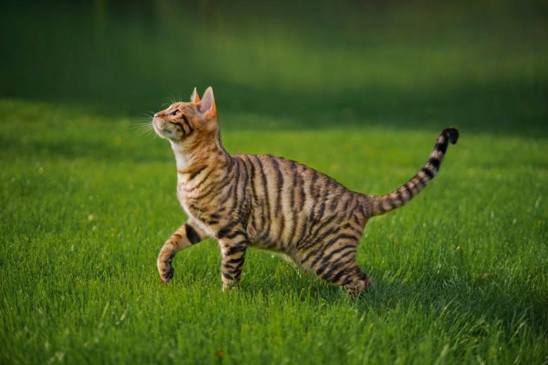 About the Toyger Gato