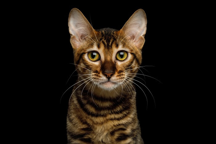 Toyger Historia del gato