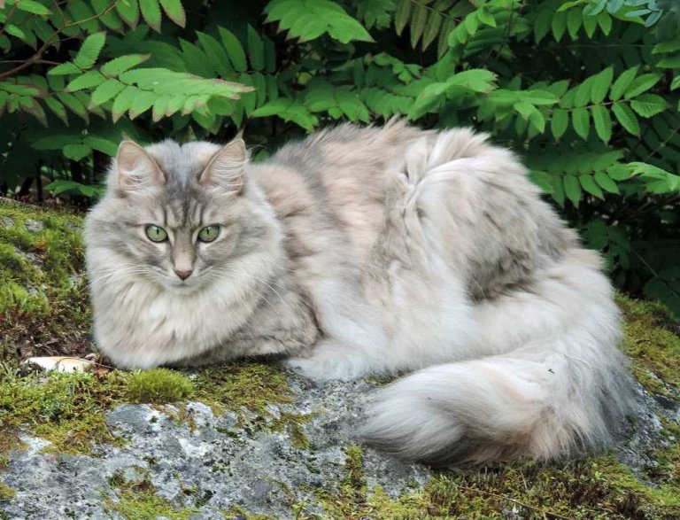 Angora turco Historia del gato