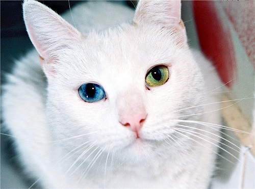 Angora turco con ojos azules y verdes