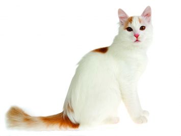 Van turco Cat Breed: Size, Appearance & Personality