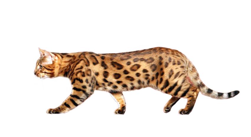 Ussuri Cat Breed: Size, Appearance & Personality