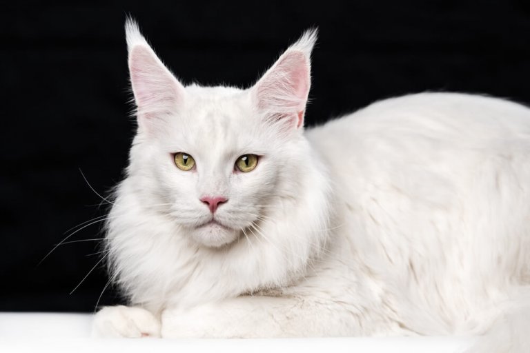 About the Maine coon Gato