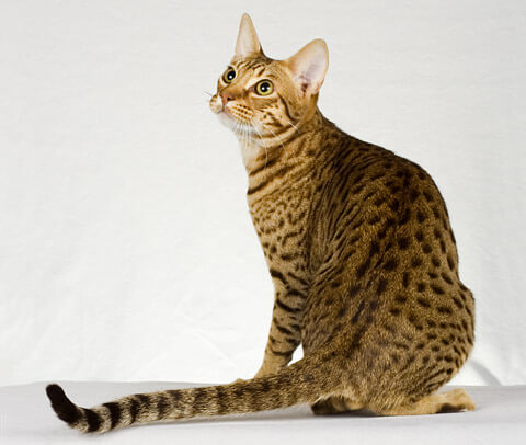 About the Ocicat (Ocigato) Cat