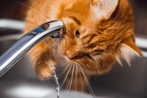 Gato bebiendo agua