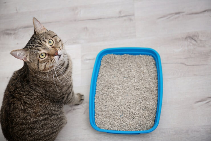 Cuadro de heces para gatos en la caja de arena