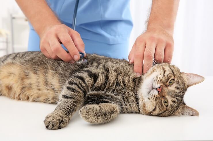 Gato siendo revisado por un veterinario