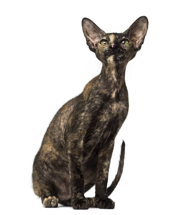 Peterbald Historia del gato