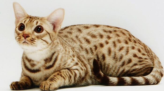 About the Ocicat (Ocigato) Gato